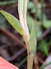 Pterostylis concinna