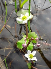 Caltha natans