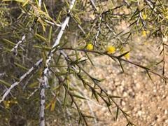 Acacia nyssophylla