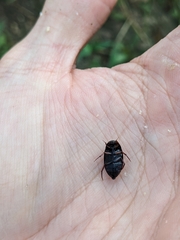 Sternolophus rufipes