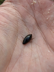 Sternolophus rufipes