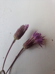 Saussurea