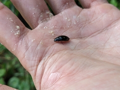 Sternolophus rufipes