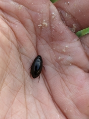 Sternolophus rufipes