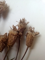 Saussurea