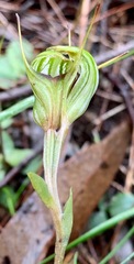 Pterostylis concinna