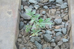 Solanum lycopersicum