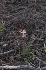Caladenia exilis