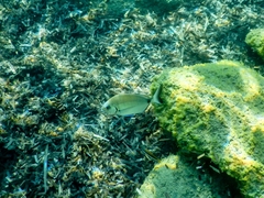 Diplodus sargus