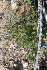 Chaenostoma caeruleum