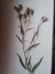 Saussurea
