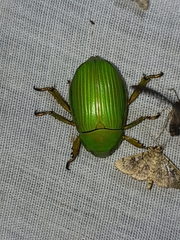 Chrysina paulseni