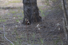 Caladenia exilis
