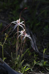Caladenia exilis