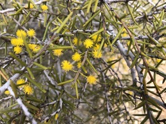 Acacia nyssophylla