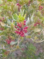 Pistacia lentiscus