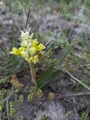 Lachenalia