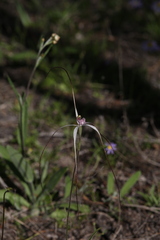 Caladenia exilis