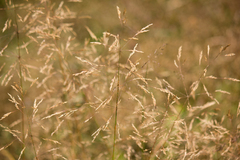 Agrostis