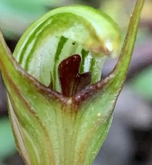 Pterostylis concinna
