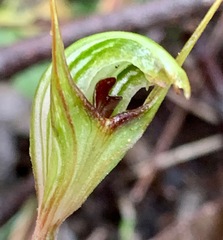 Pterostylis concinna