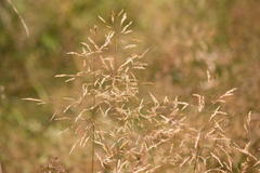 Agrostis