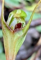 Pterostylis concinna