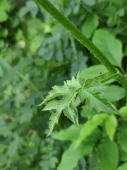 Heracleum sphondylium sibiricum