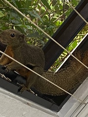 Callosciurus notatus