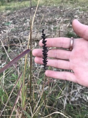 Cenchrus caliculatus