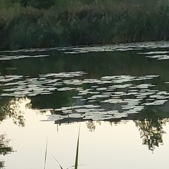 Nuphar lutea
