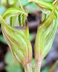 Pterostylis concinna