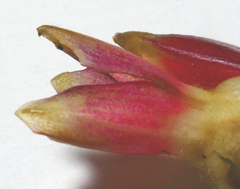 Costus sepacuitensis