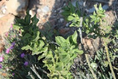 Gomphocarpus cancellatus