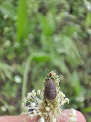 Sciocoris microphthalmus