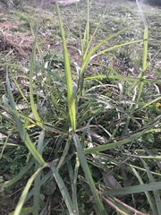 Cenchrus caliculatus