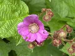 Rubus odoratus