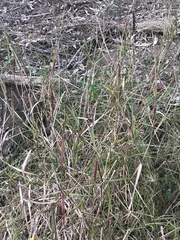 Cenchrus caliculatus