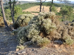 Echinospartum ibericum