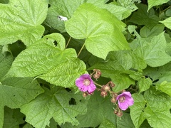 Rubus odoratus