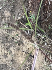 Cenchrus caliculatus