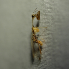 Dicromantispa interrupta