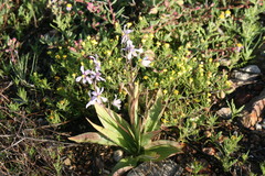 Cyanella orchidiformis