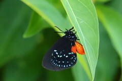 Eumaeus atala