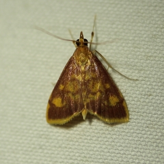 Pyrausta acrionalis