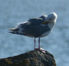 Larus glaucescens × occidentalis