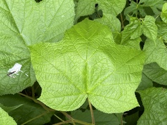 Rubus odoratus