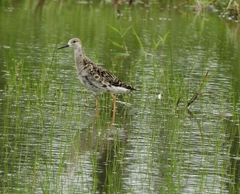 Calidris pugnax