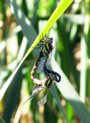 Aeshna mixta