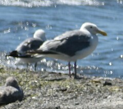 Larus glaucescens × occidentalis